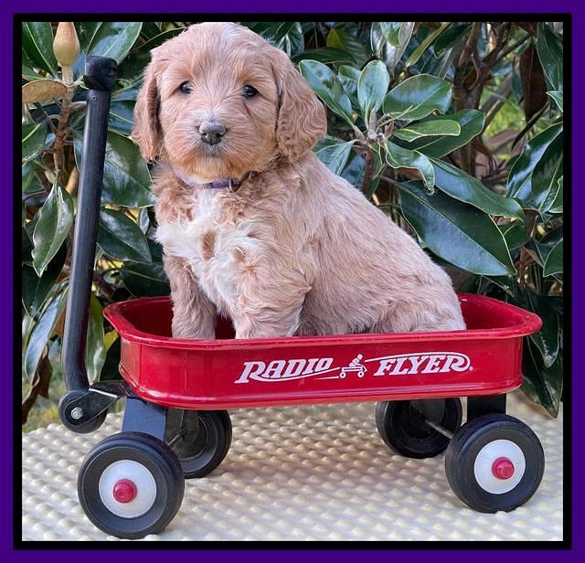 Misha Rebel pups 5 weeks old 61