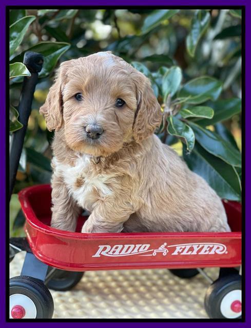 Misha Rebel pups 5 weeks old 81