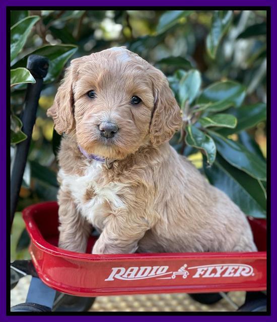 Misha Rebel pups 5 weeks old 91