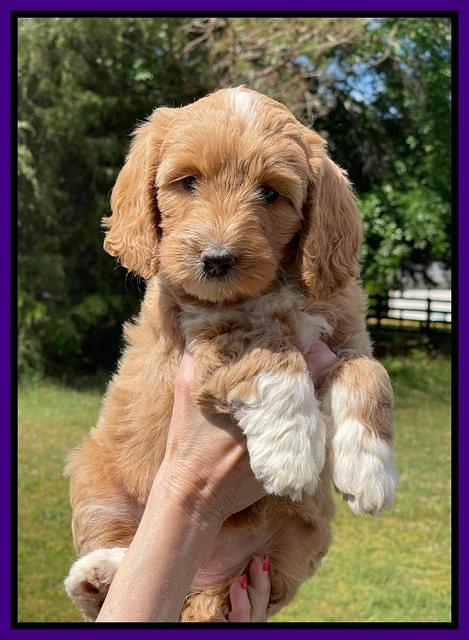 Misha Rebel pups 7 wks old 51