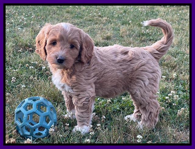 Misha Rebel pups 7 wks old 61