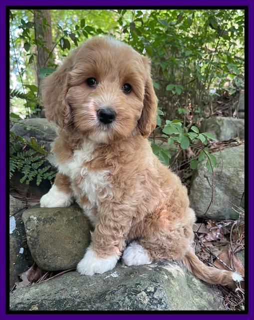 Misha Rebel pups 8 wks old 6100