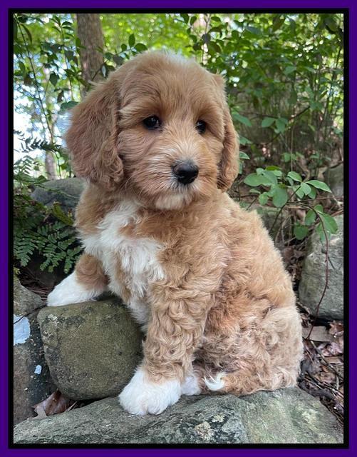 Misha Rebel pups 8 wks old 7100