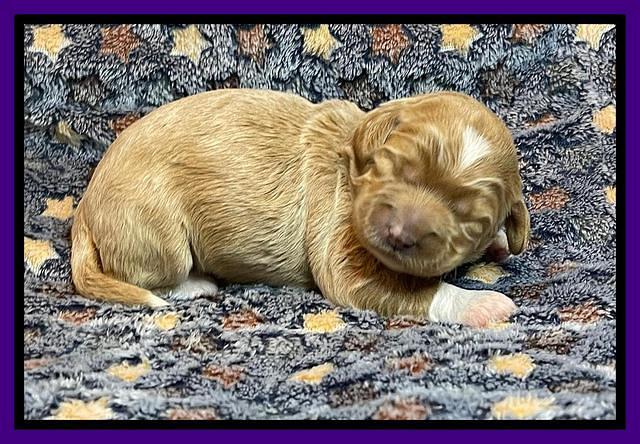 misha Rebel 1 wk old 51