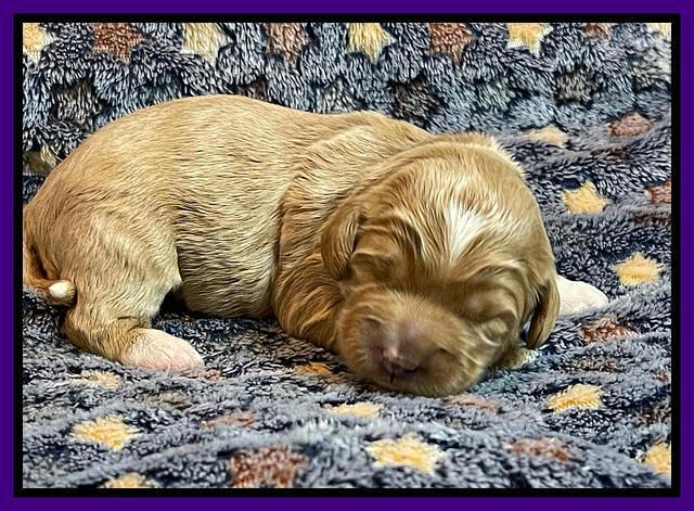 misha Rebel 1 wk old 71