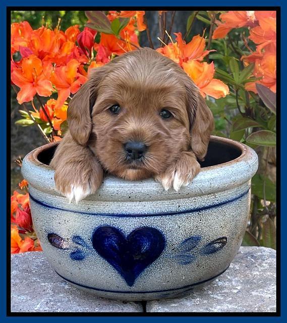 Misha Rebel pups 4 wks old 111