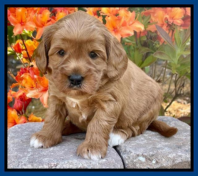 Misha Rebel pups 4 wks old 131