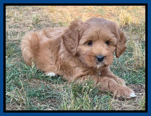 Misha Rebel pups 7 wks old 101