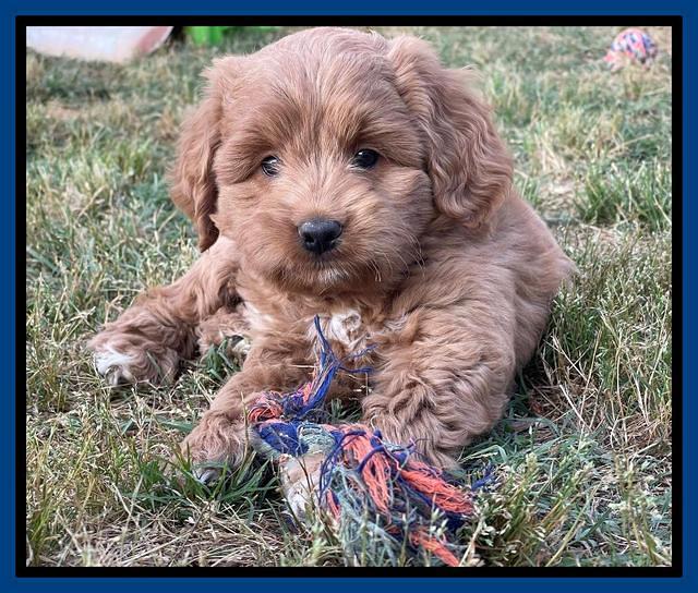 Misha Rebel pups 7 wks old 121
