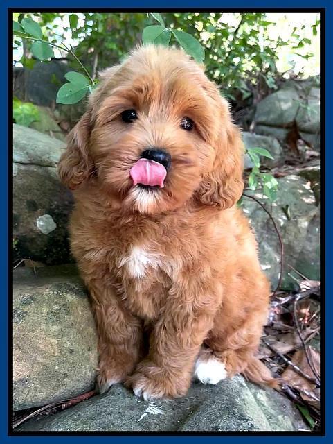 Misha Rebel pups 8 wks old 1200