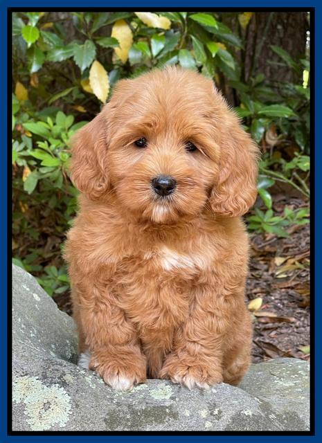 Misha Rebel pups 8 wks old 2200