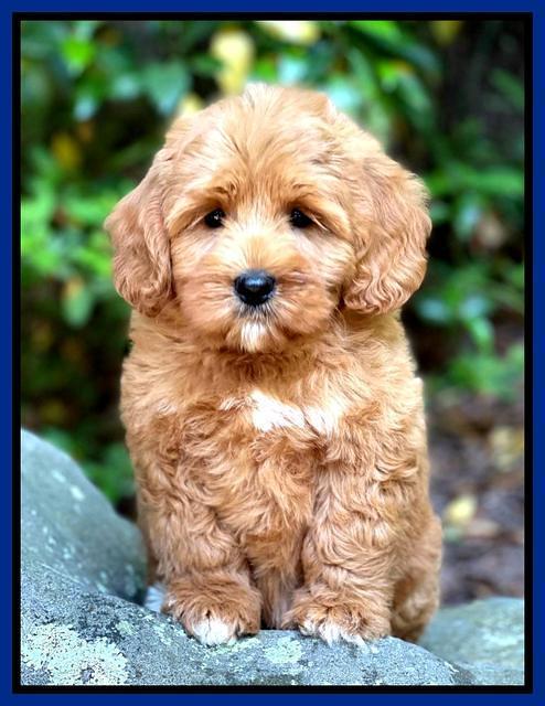 Misha Rebel pups 8 wks old 3200