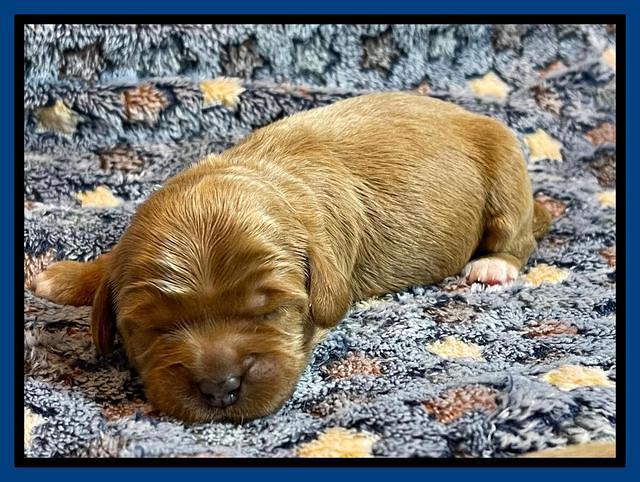 misha Rebel 1 wk old 81