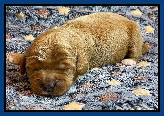 misha Rebel 1 wk old 91