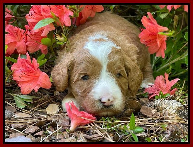 Misha Rebel 3 wks old 211