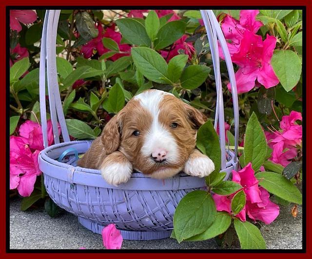 Misha Rebel 3 wks old 231