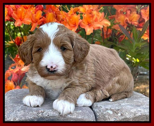 Misha Rebel pups 4 wks old 151