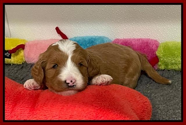 Misha Rebel pups 4 wks old 191