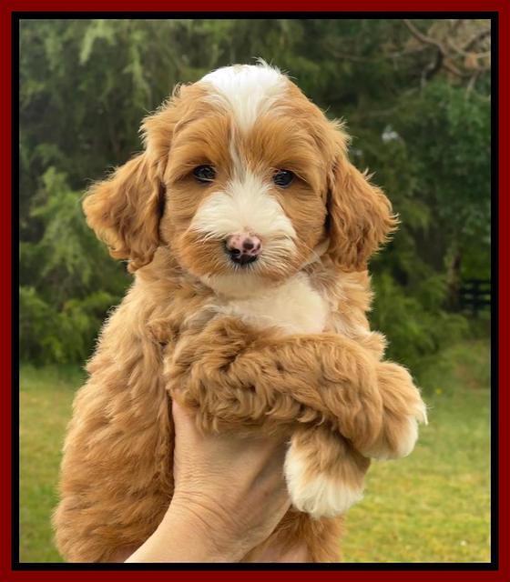 Misha Rebel pups 7 wks old 141