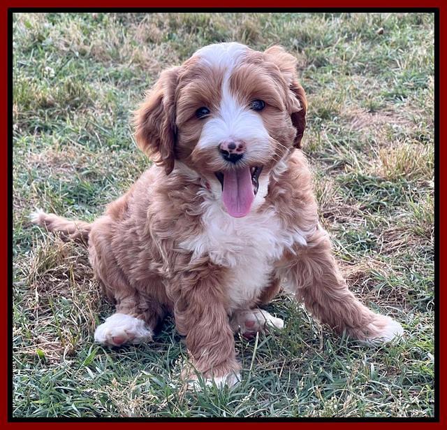 Misha Rebel pups 7 wks old 151