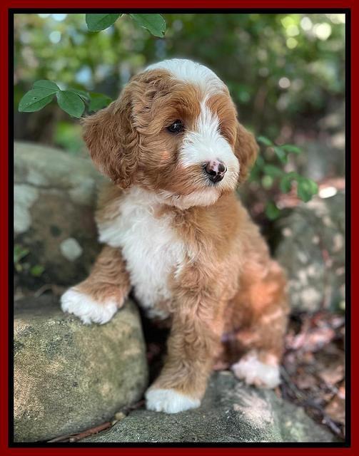 Misha Rebel pups 8 wks old 10200