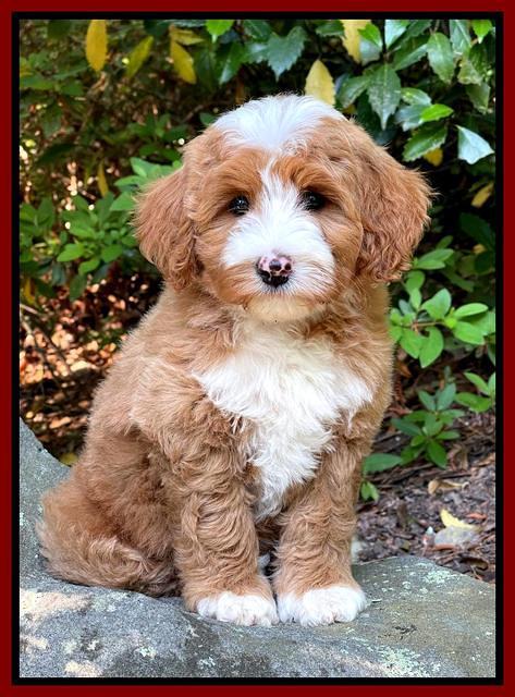 Misha Rebel pups 8 wks old 7200