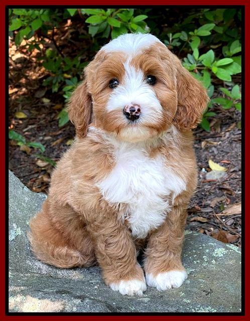 Misha Rebel pups 8 wks old 8200