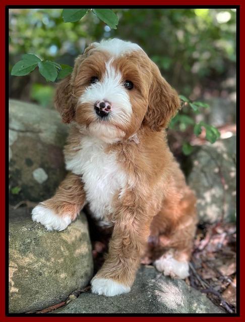 Misha Rebel pups 8 wks old 9200