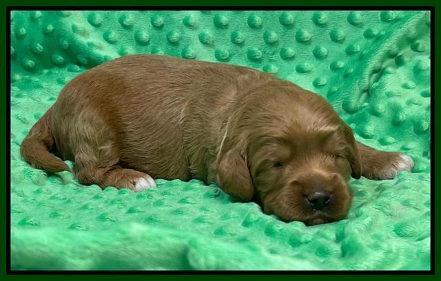 Misha Rebel 2 weeks old 131