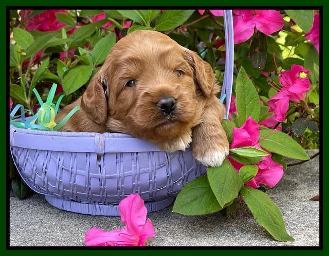 Misha Rebel 3 wks old 261