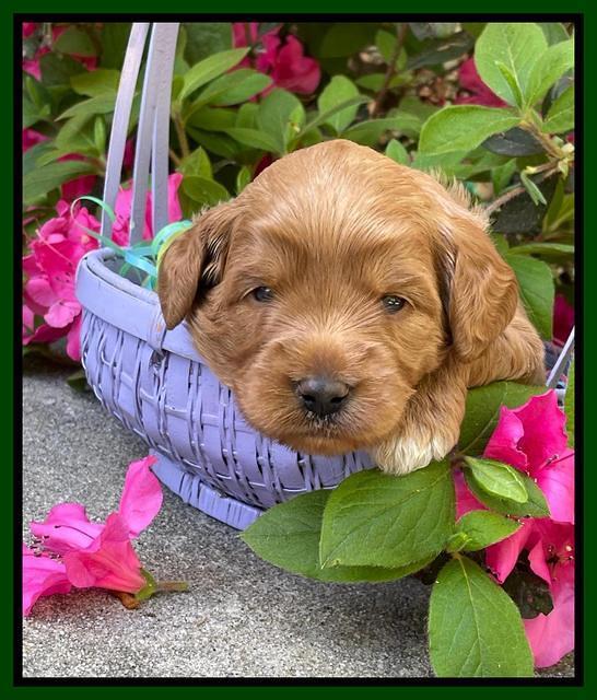 Misha Rebel 3 wks old 271