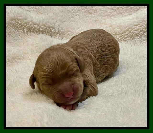 Misha Rebel Newborn 51