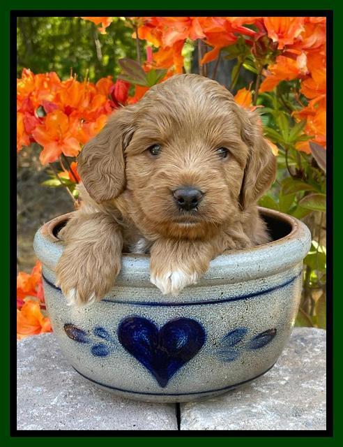 Misha Rebel pups 4 wks old 201