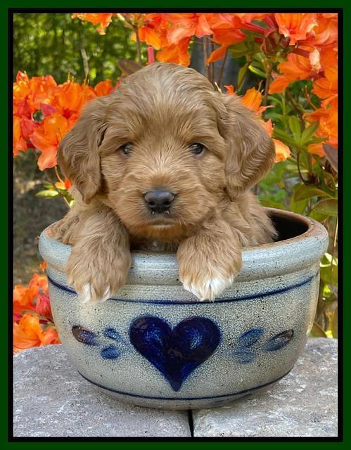 Misha Rebel pups 4 wks old 211