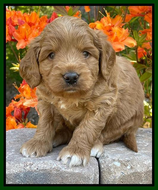 Misha Rebel pups 4 wks old 221