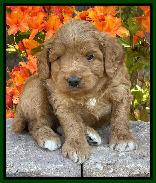 Misha Rebel pups 4 wks old 231