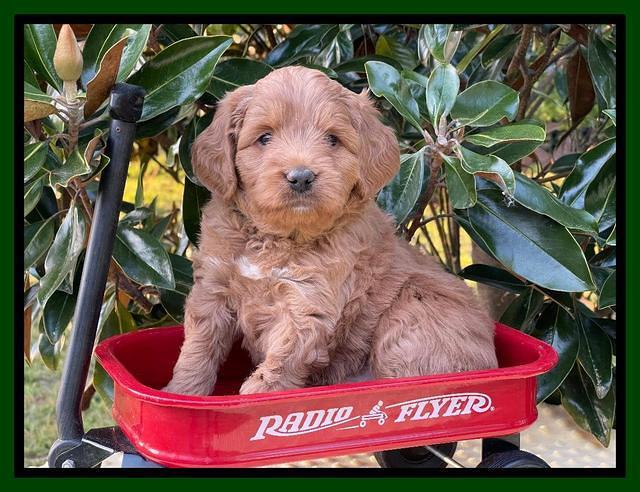 Misha Rebel pups 5 weeks old 201