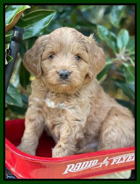 Misha Rebel pups 5 weeks old 221