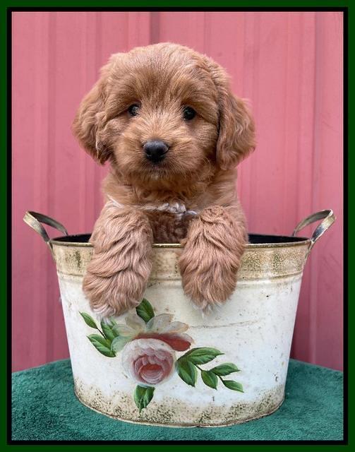 Misha Rebel pups 6 wks old 201