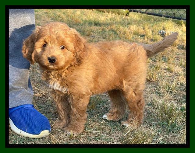 Misha Rebel pups 7 wks old 161