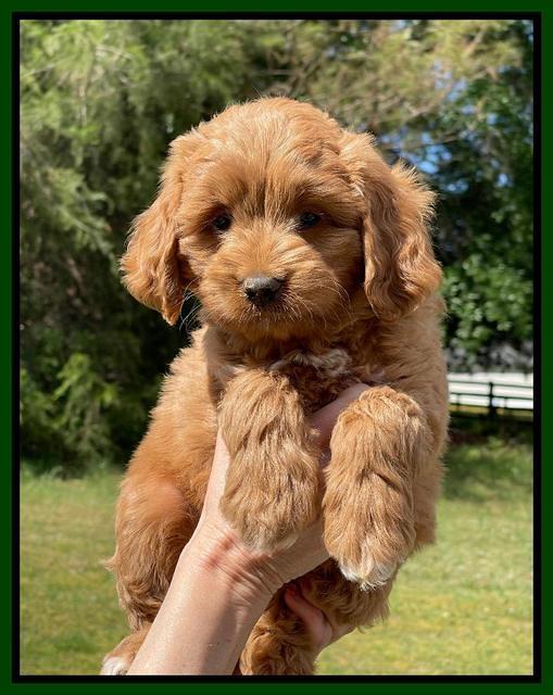 Misha Rebel pups 7 wks old 171