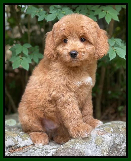 Misha Rebel pups 8 wks old 11