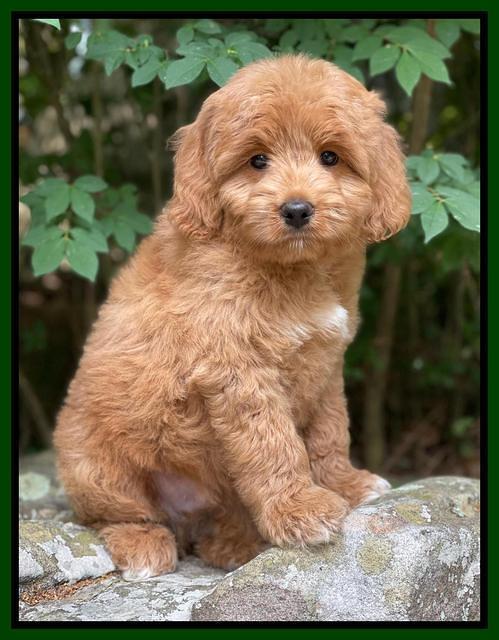 Misha Rebel pups 8 wks old 21