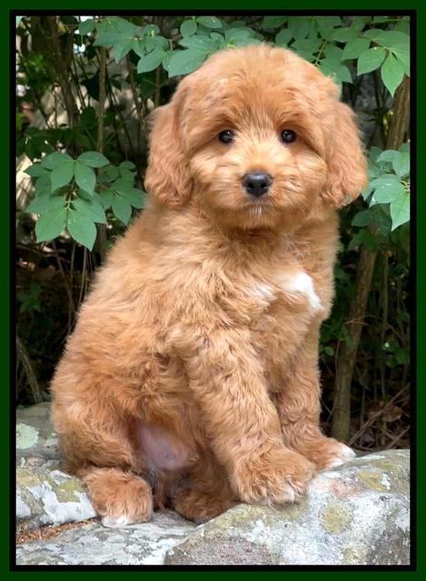 Misha Rebel pups 8 wks old 31