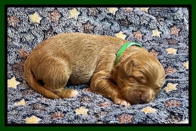 misha Rebel 1 wk old 151