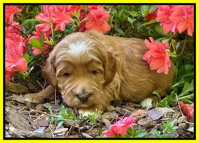 Misha Rebel 3 wks old 311