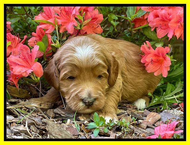 Misha Rebel 3 wks old 321