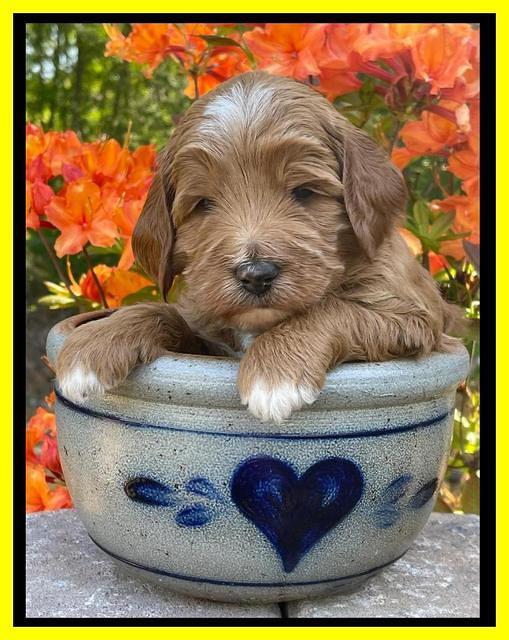 Misha Rebel pups 4 wks old 241