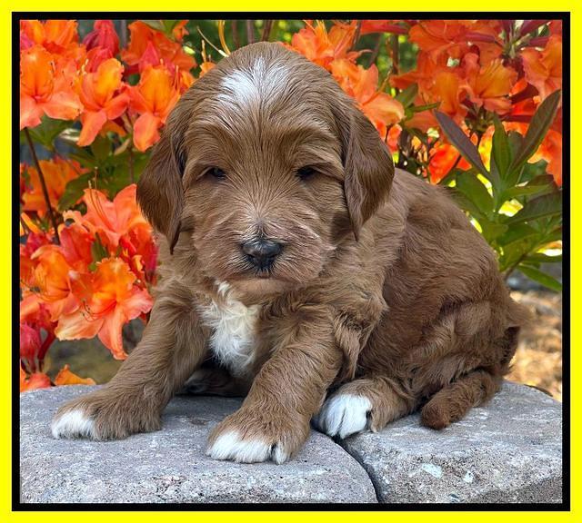 Misha Rebel pups 4 wks old 251