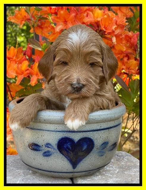 Misha Rebel pups 4 wks old 271